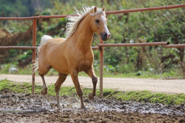 Cheval roux sur une journée d été