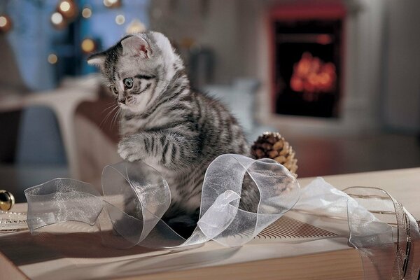 Striped kitten playing with a bow