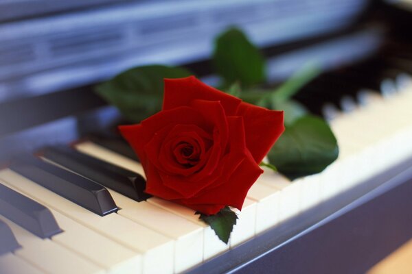 Beautiful rose on piano keys