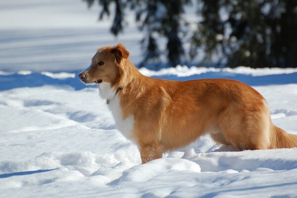 Chien marche sur une journée d hiver clair