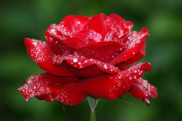 Rote Rose mit Tautropfen auf den Blütenblättern