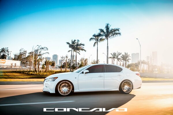 Lexus blanc sur fond de palmiers au soleil