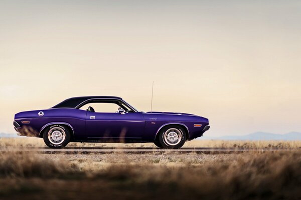 Dodge Challenger car muscles speak for themselves