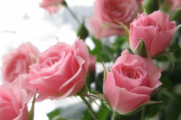 Hermoso ramo de rosas Rosadas delicadas