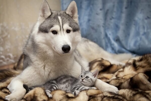 Cane di razza Husky e piccolo gattino su un plaid marrone