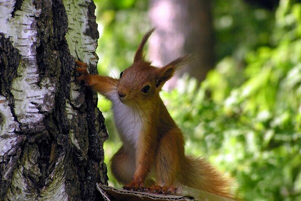 A curious squirrel peeks out from behind a birch tree