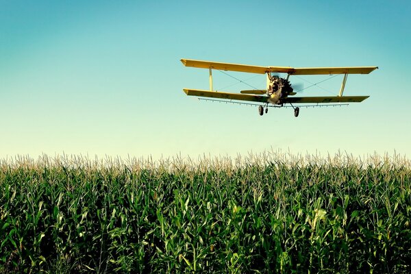 The mig - 15 plane flies over a field of corn