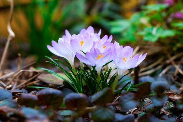 Printemps macro fleurs-primevères Crocus avec feuilles