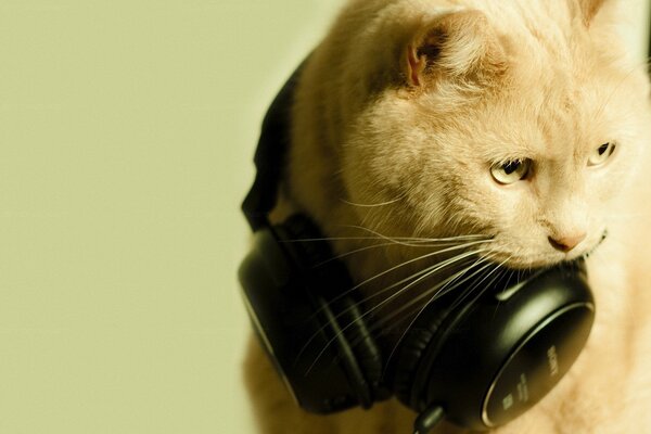 A beautiful cat with headphones and a look