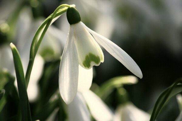 Macro flores con primaveras de primavera y campanillas de nieve