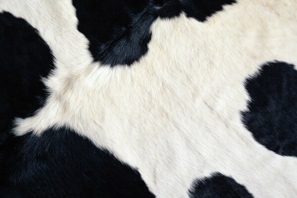 White cow skin with black spots