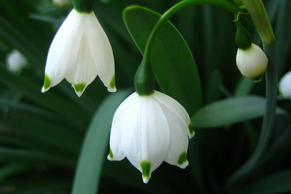 White snowdrops in spring macro