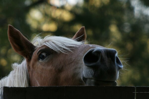 Mirada juguetona, juguetona en el caballo con una hermosa melena!