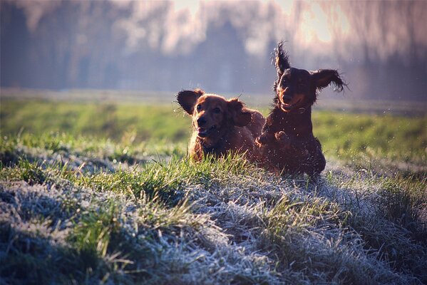 A joyful dog jumps on the lawn