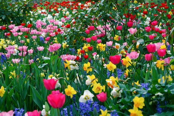 Flores de verano y primavera con diferentes colores