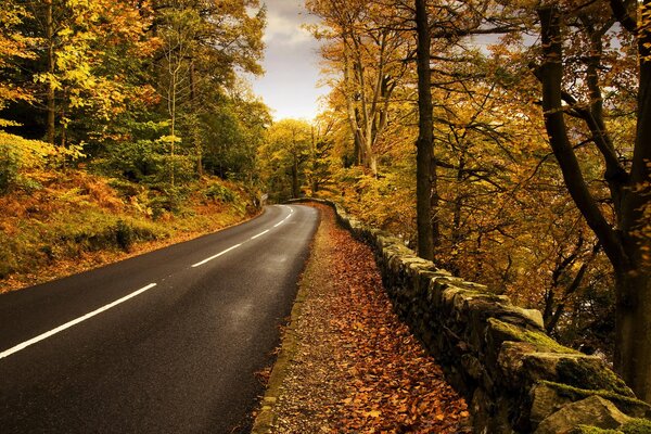 Asphaltstraße führt durch den Herbstwald