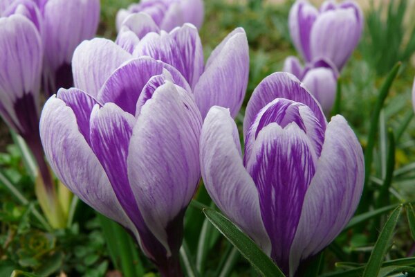 Primaveras de primavera, capullos de azafrán delicado