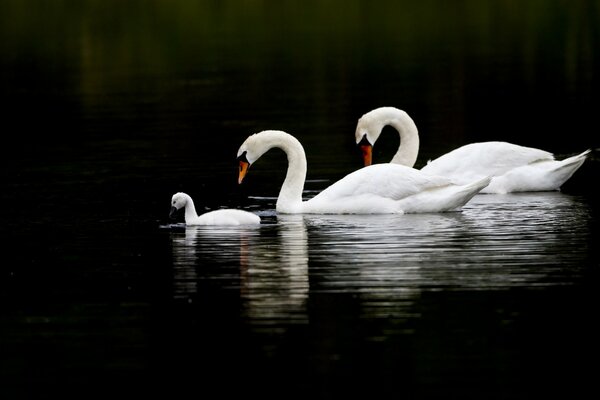 Familia de cisnes blancos en el agua sobre un fondo negro