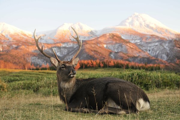 Cerf noble repose sur le fond des montagnes d automne