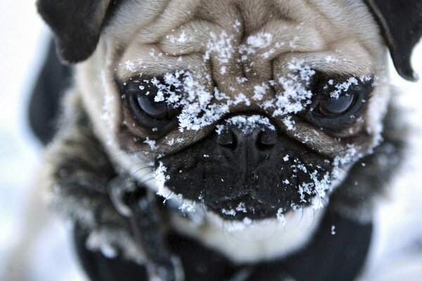 Cute pug in the snow