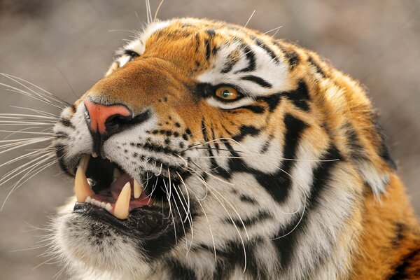 Der ussurische Tiger macht einen Grinsen