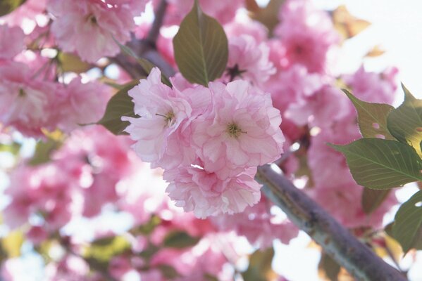 Ein Zweig einer blühenden Kirschblüte. Makroaufnahme