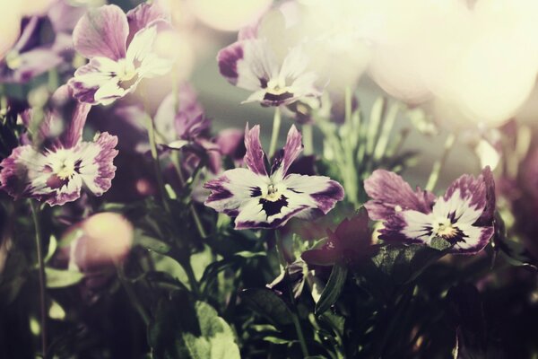 Fleurs de pensées violettes