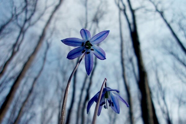 Printemps, fond froid, primevère tendre, prolesok