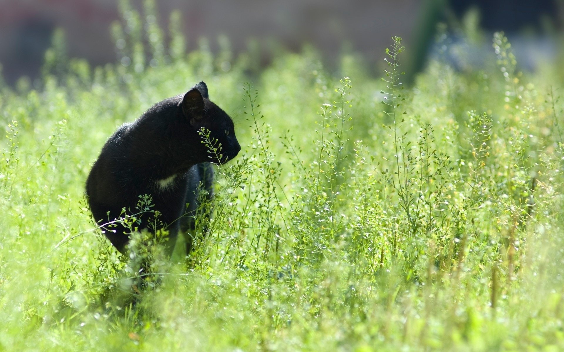 black puma cats color field grass focus hunting animals greens cat