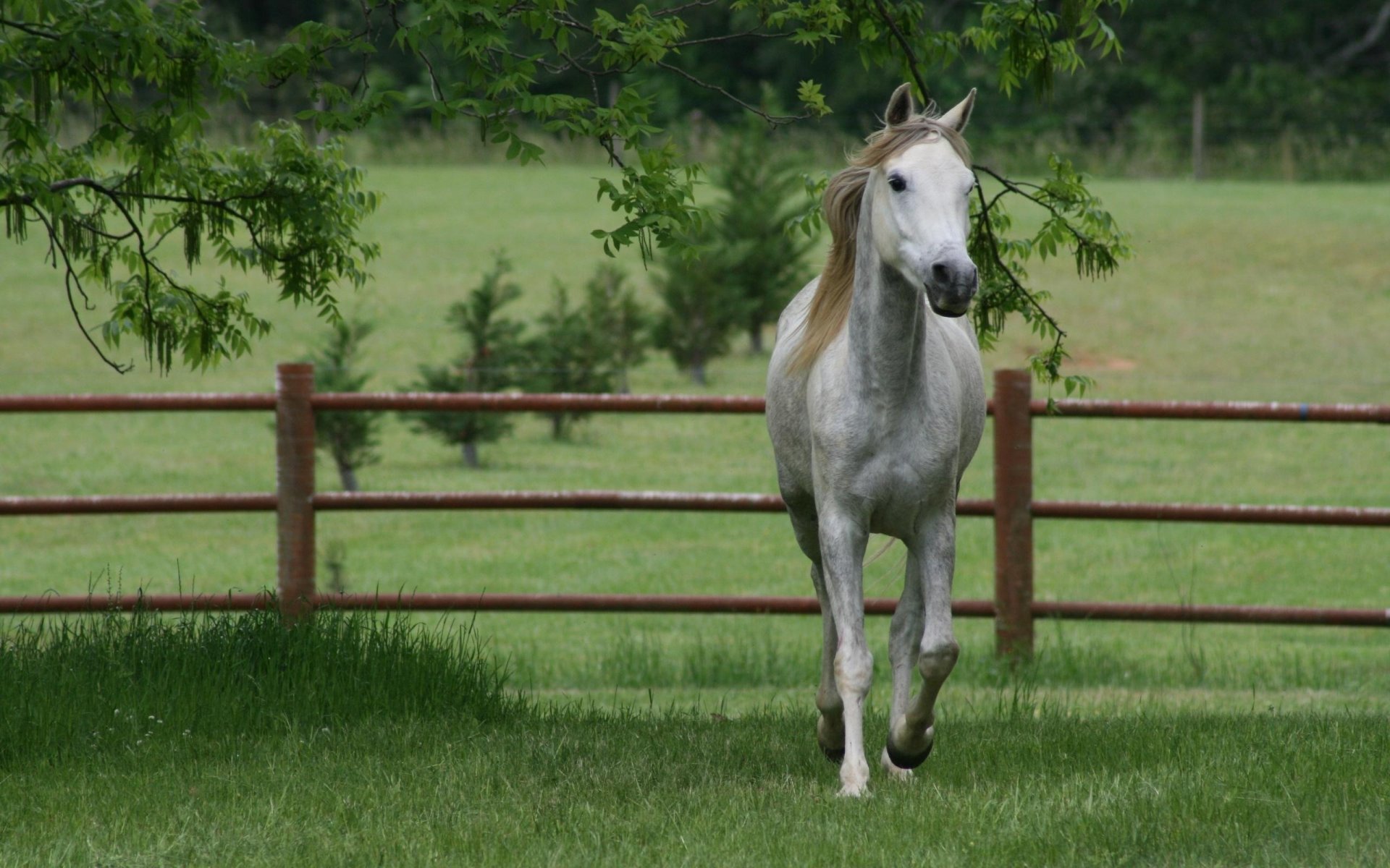 horse the fence grass ungulates running trees earth light grey