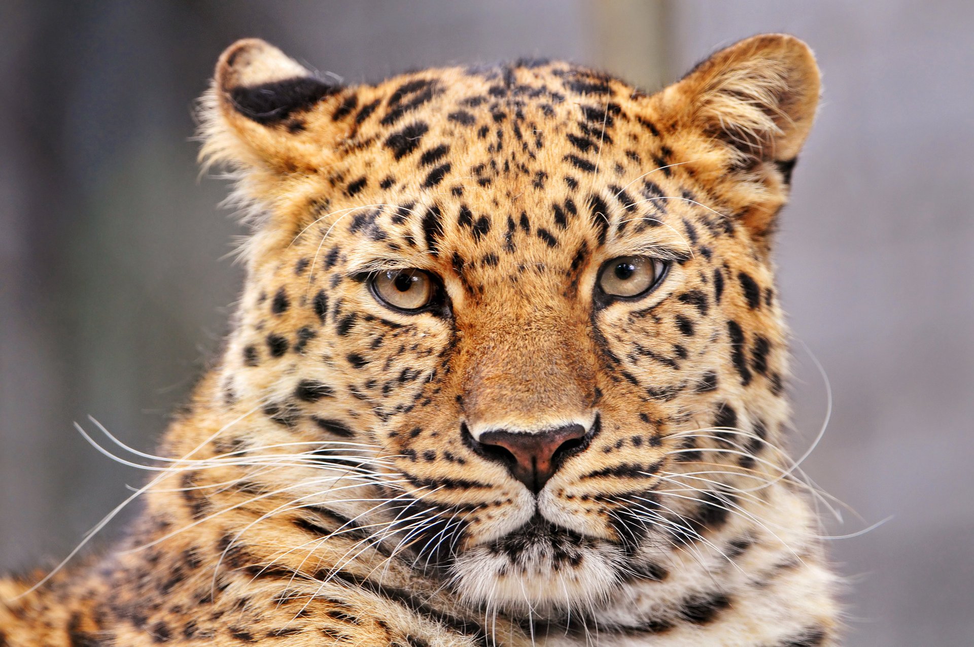 leopardo leopardo pantera panthera pardus gato grande animales depredadores vista gato ojos