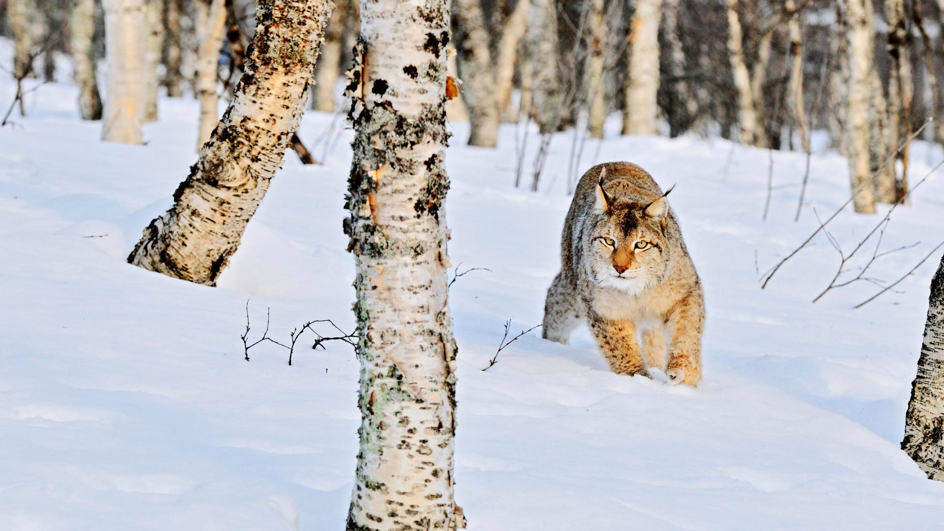 nature winter forest grove birch trees trunks snow snowdrifts wild cat lynx animals predators gaze feline