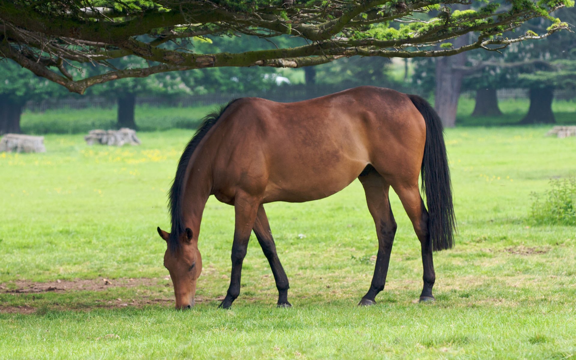 animali cavalli cavalli cavallo cavallo pascolo erba albero alberi foto sfondi ungulati baio