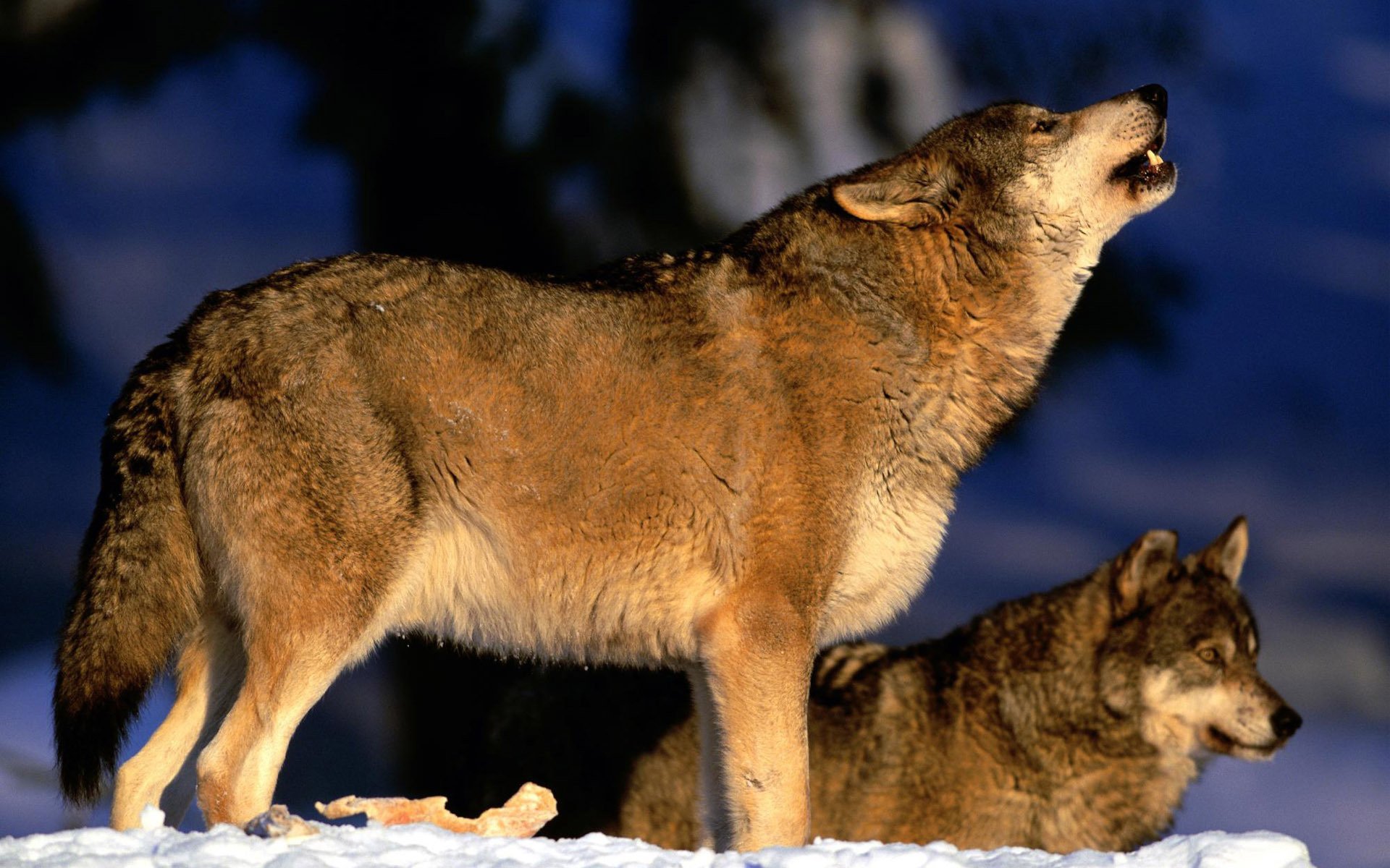 lupi branco ululato predatori neve inverno