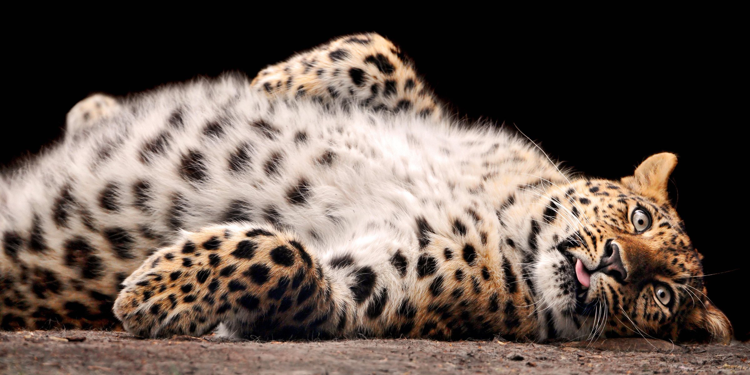 léopard abdomen fluffy animaux prédateurs félin vue