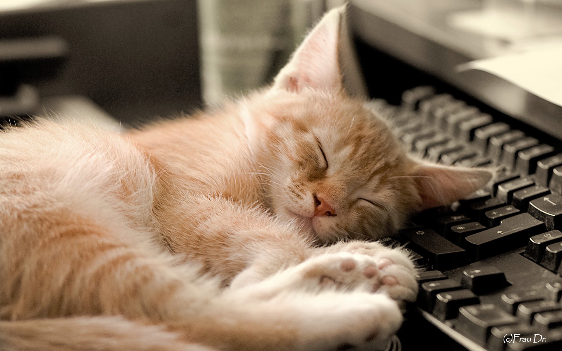 sommeil chats fond clavier animaux ordinateurs félin