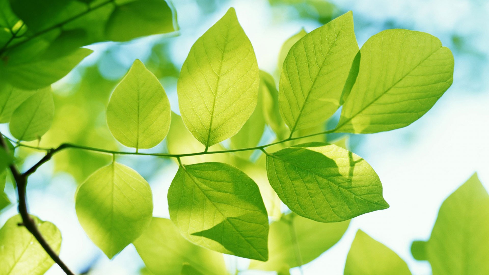 fonds d écran full hd printemps fonds d écran de printemps nature arbre feuilles macro photo beau fond d écran verdure