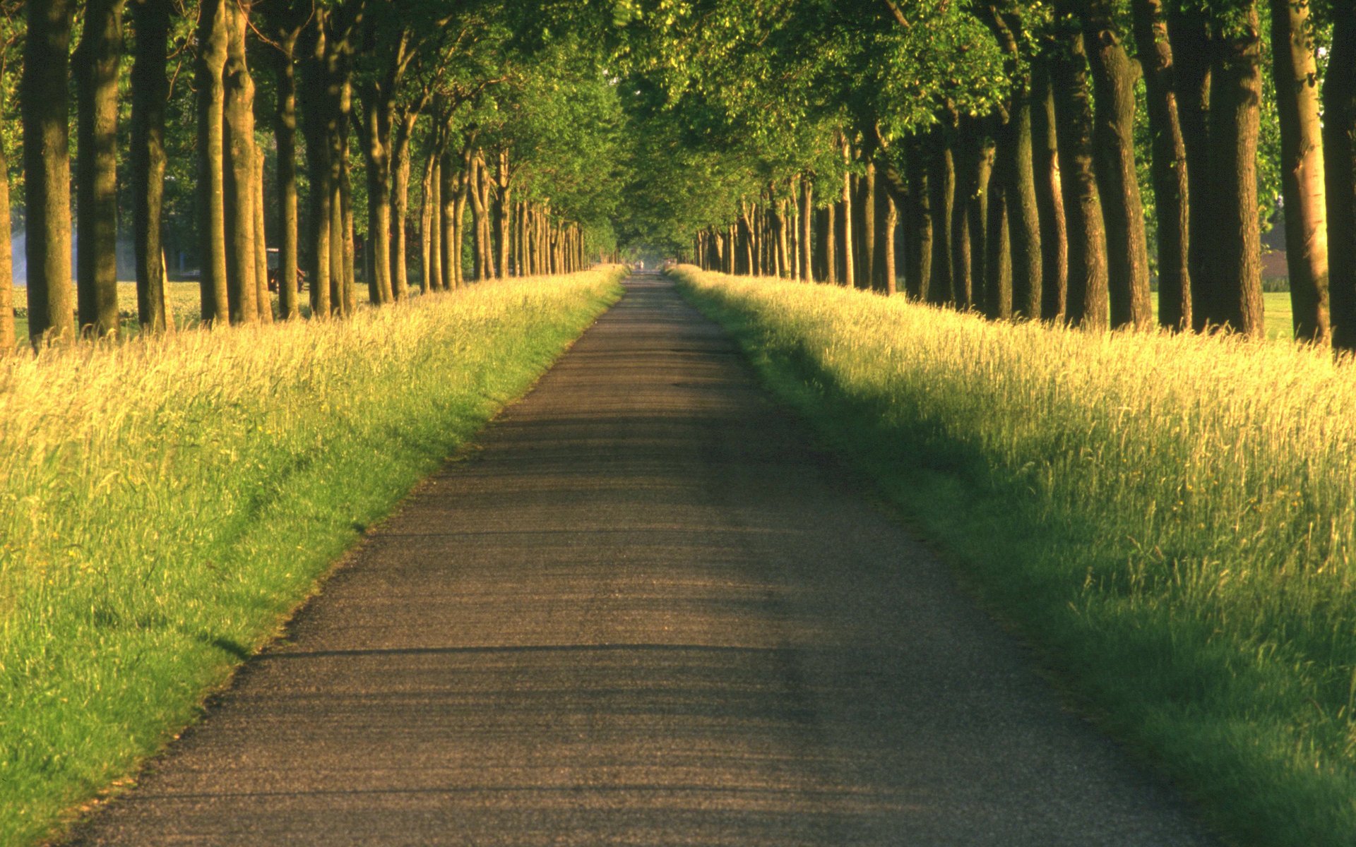 route paysages allée chemin routes ruelles chemins nature arbre arbres beau fond d écran loin forêt herbe bord de la route