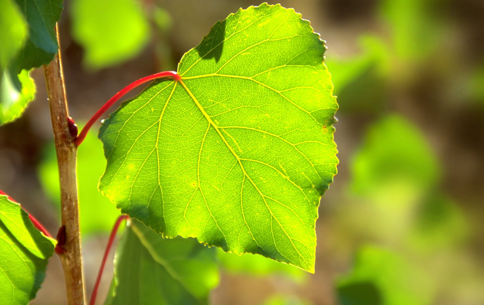 tilleul feuille printemps verdure soleil lumière éblouissement forêt