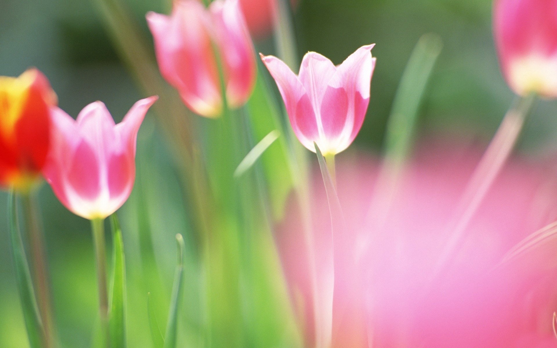 nature flowers spring tulips brightness paint color blur leaves greens field