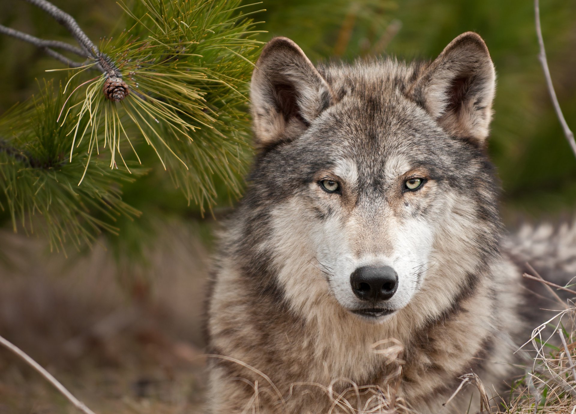 sguardo duro lupo lupo predatore foresta erba albero di natale bestia sguardo