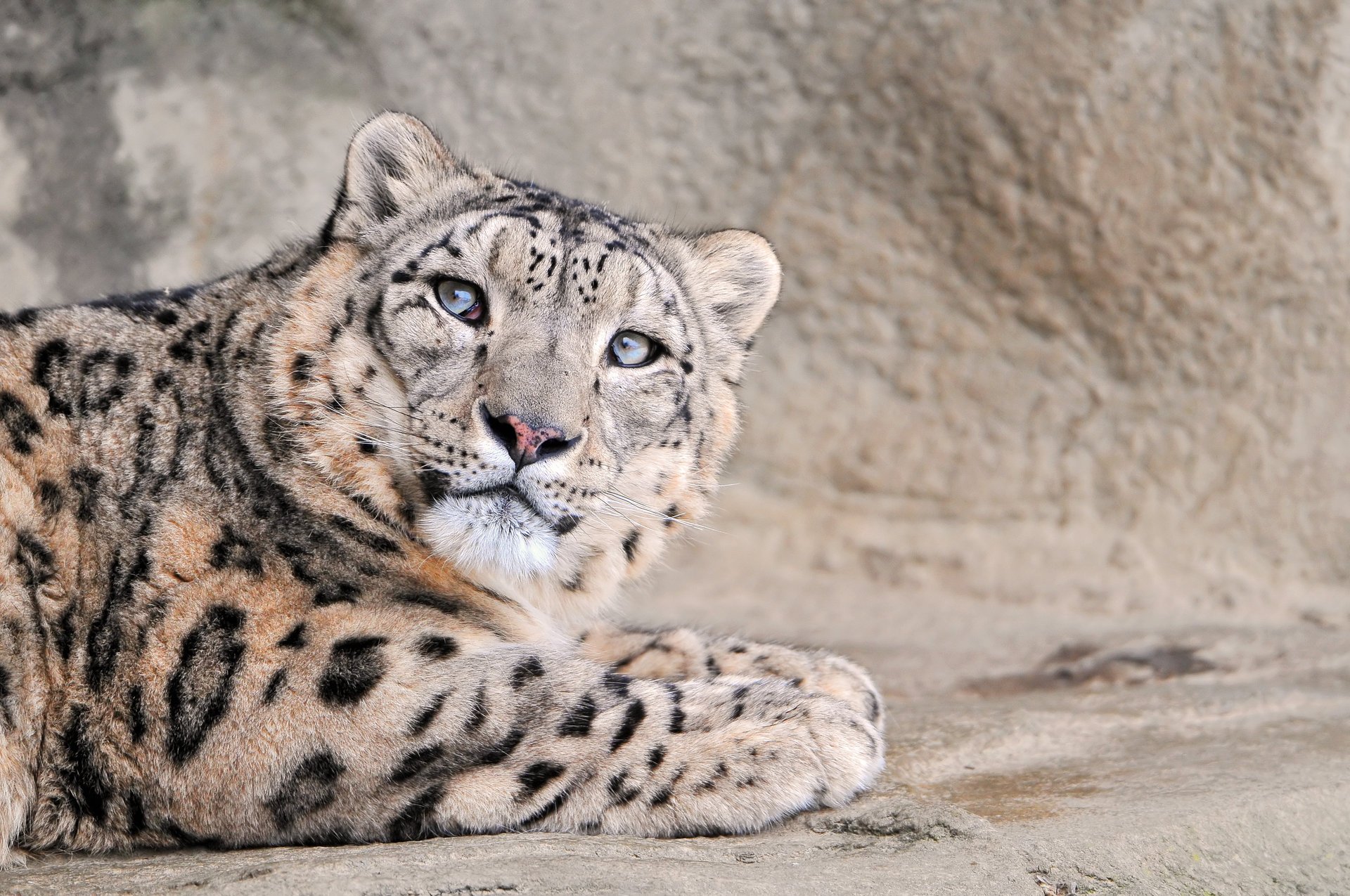 léopard léopard des neiges grand chat snow leopard animaux prédateurs vue félin yeux irbis