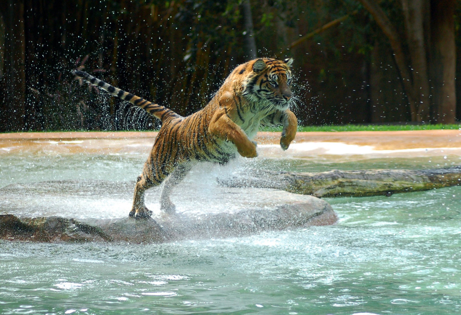 tiger powerful animal tiger water jump jump water paw animals predators feline