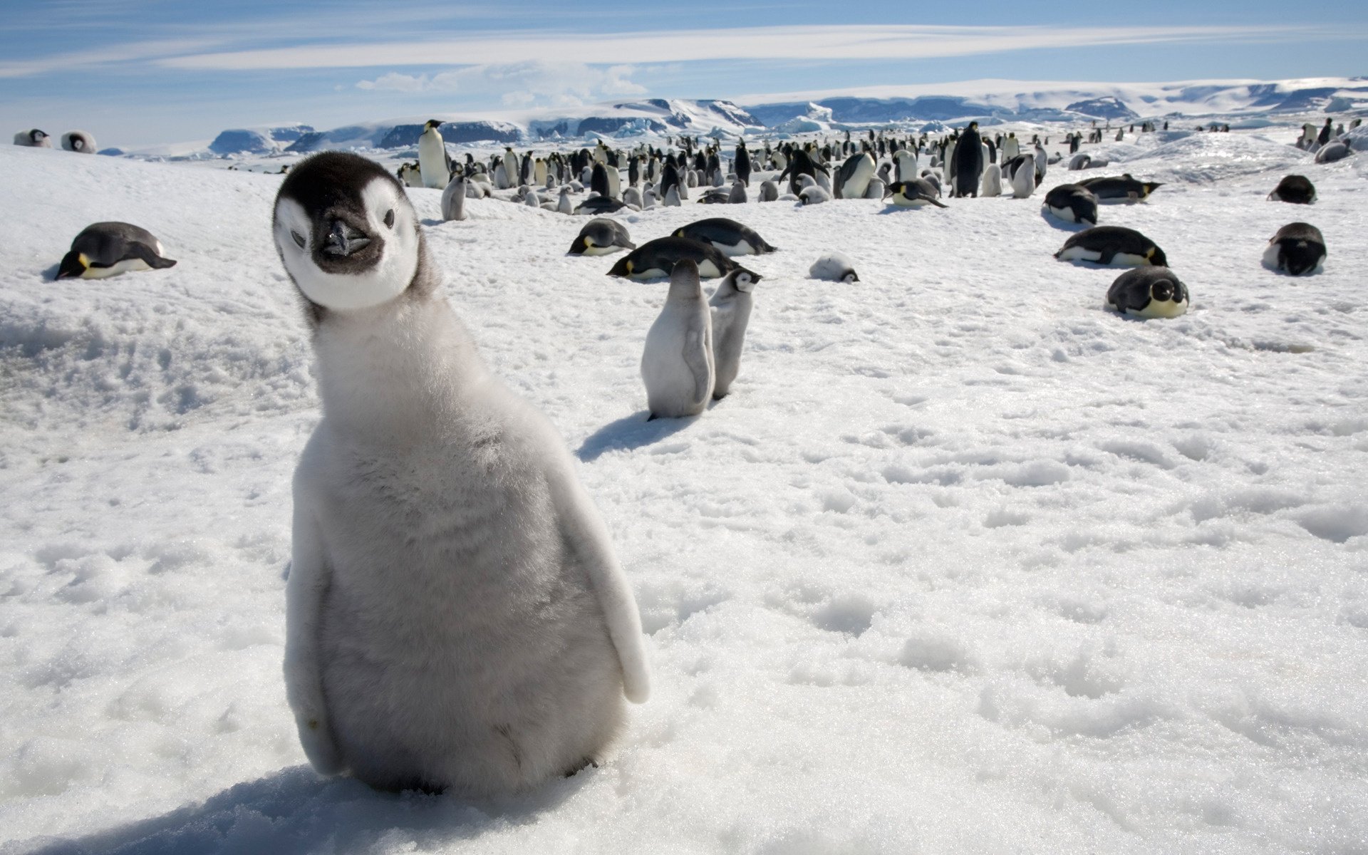 penguin snow look curiosity amphibians chick bird