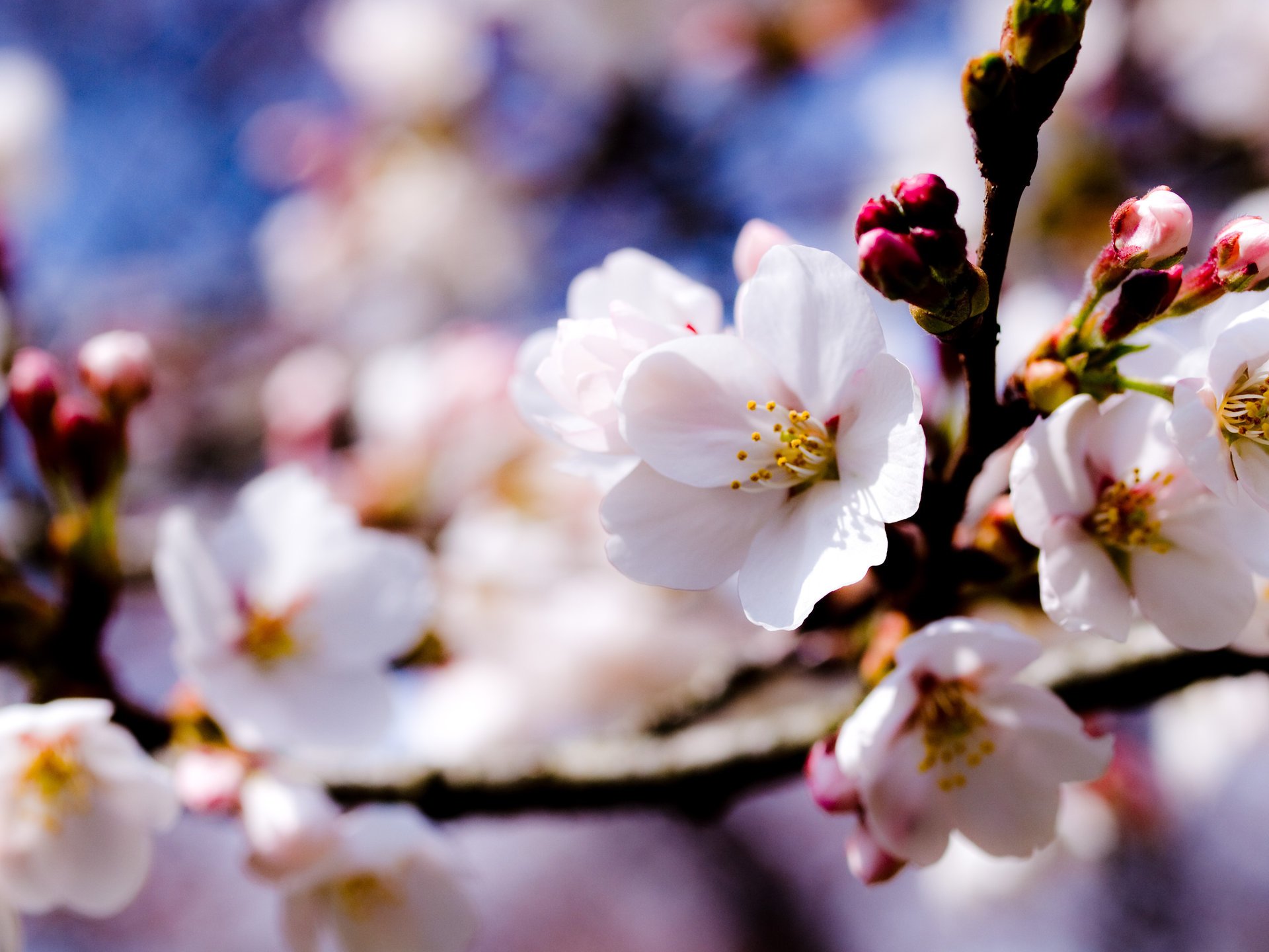 blumen weiß apfelbaum zweige bäume himmel frühling