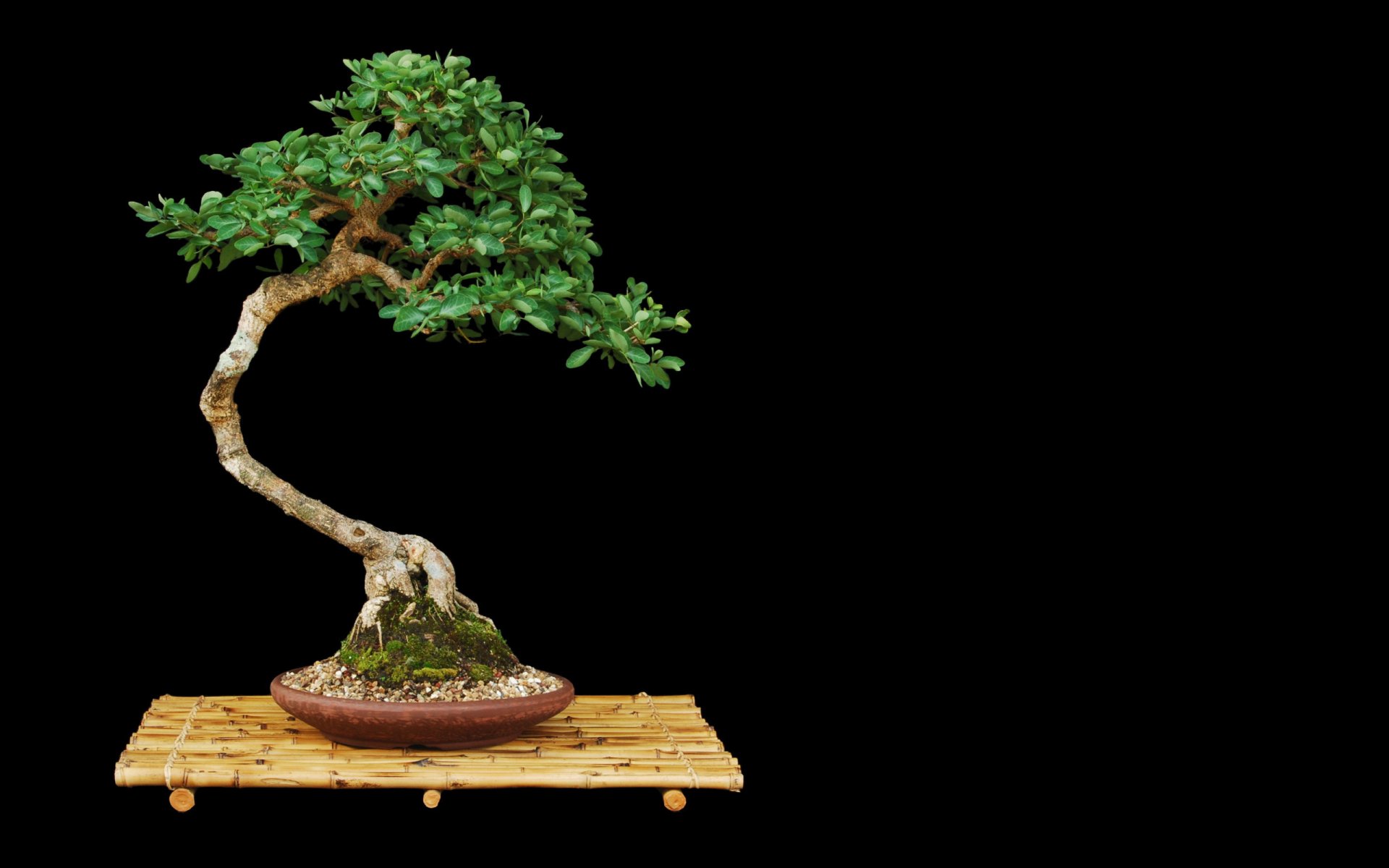 minimalismus kunst material bonsai holz ständer topf blätter einfachheit dunkler hintergrund schwarzer hintergrund pflanze natur laub kontrast idee stil objekt