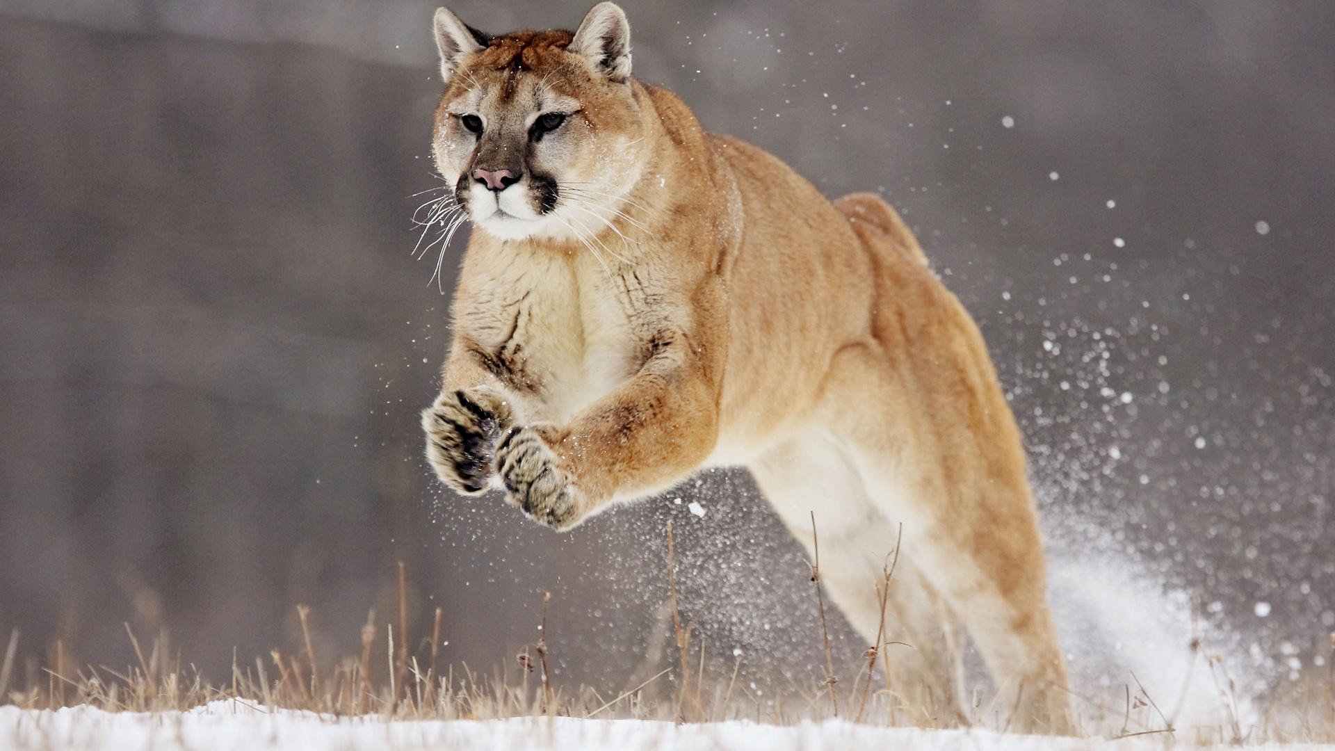 puma balsh katze grauer hintergrund puma schnee sprung tiere raubtiere geschwindigkeit katze grau gras winter fliegen wolle grauer hintergrund