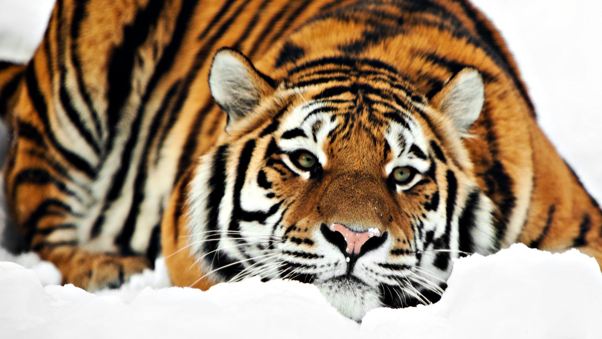 tiger liegt winter schnee tiere raubtiere blick katze augen