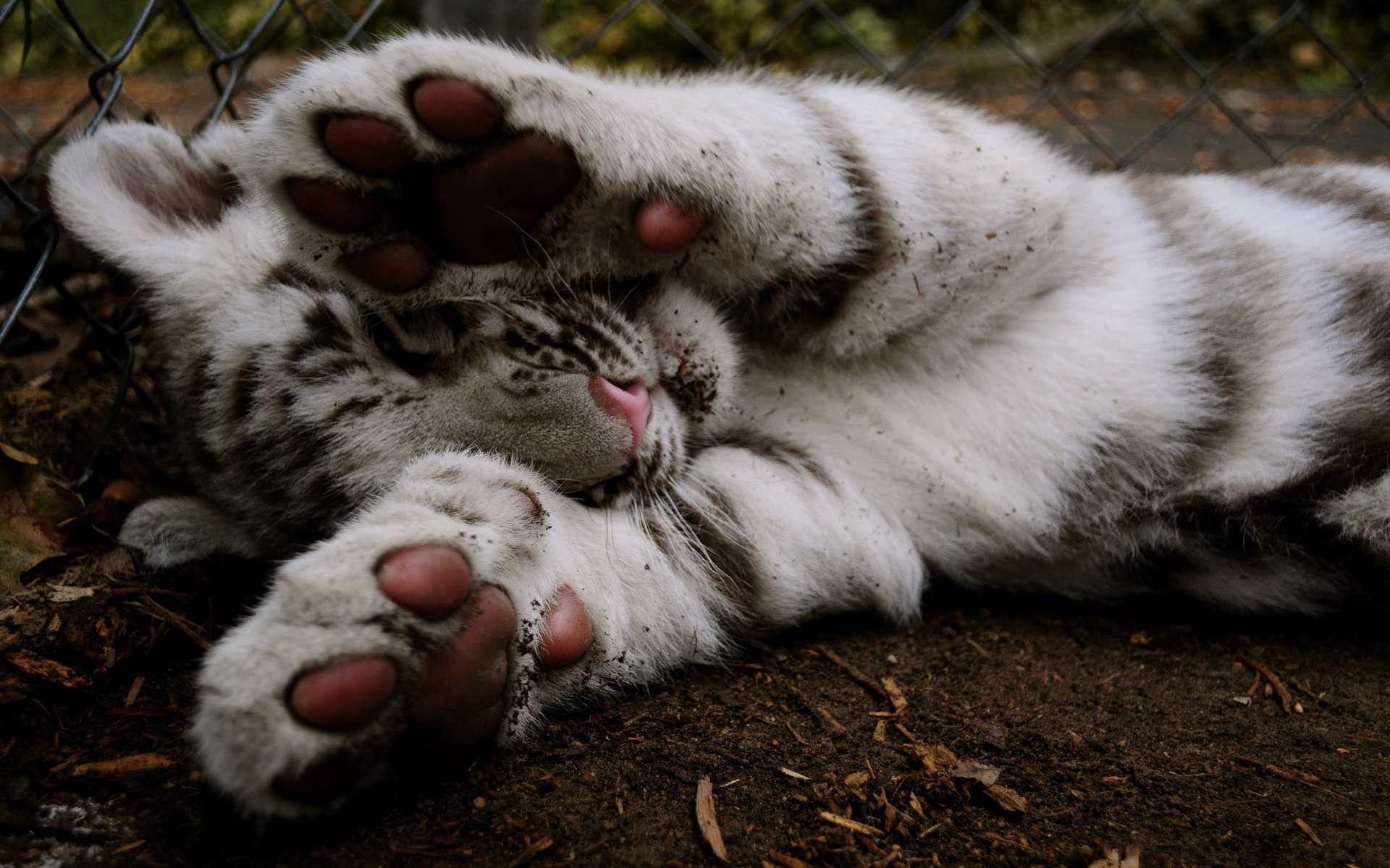 tiger färbung pfoten zaun tiere raubtiere schlafen katzen