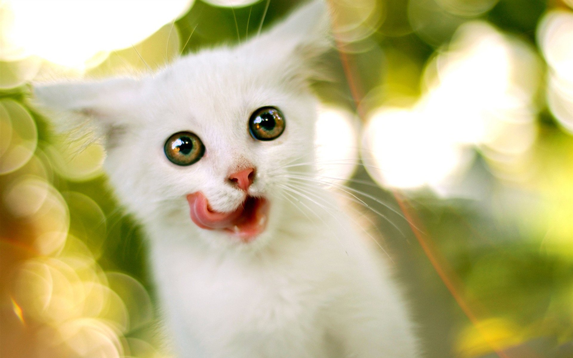 gatito lengua blanco lamiendo animales mirada gatitos gato ojos